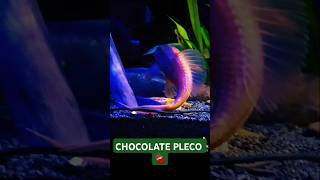 Chocolate Pleco 🍫 Hypostomus Sp aquaticaura plecobreeding apifishcare viralvideo shorts fyp [upl. by Koblick358]