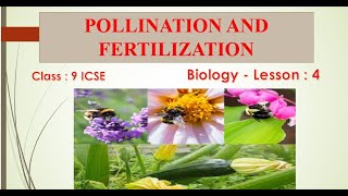 Pollination and Fertilization of plants class 9 icse [upl. by Epotimet925]