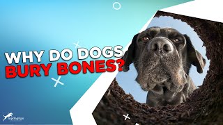 Why Do Dogs Bury Bones [upl. by Eve]