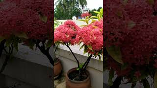 How to grow Ixora plant  Ixora plant care  Beautiful ixora plant ixora ixoraplant shorts [upl. by Maharba98]