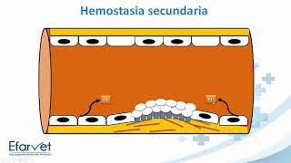 Fisiología de la hemostasia Esquemas simplificados [upl. by Ameg137]