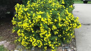 Potentilla Shrub Pruning Spring Maintenance for a Beautiful Landscape [upl. by Hewes]