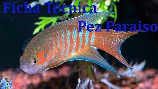 Ficha técnica Pez Paraíso Macropodus Opercularis [upl. by Aserahs]