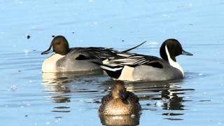 Northern Pintail courtship [upl. by Assisi423]