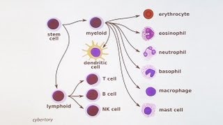 Immunology 101 The Basics and Introduction to our Patient [upl. by Calia]