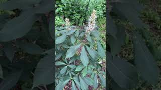 Plant Spotlight  Bottlebrush Buckeye [upl. by Zapot]