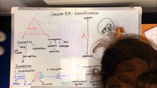 The main functions of the Smooth Endoplasmic Reticulum [upl. by Ahtikal]