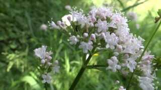 Valerian Valeriana officinalis  20130623 [upl. by Mctyre]