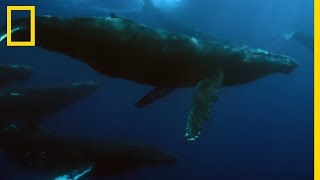 La baleine à bosse plus gros animal de la planète [upl. by Ahsiakal]