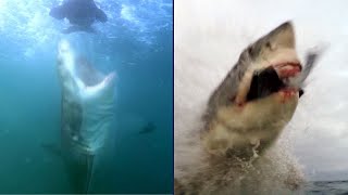 How We Filmed Great White Shark Breach amp What We Learned [upl. by Brocklin]