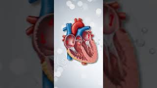 Atrial Fibrillation vs Atrial Flutter How They Affect the Heart [upl. by Arzed]