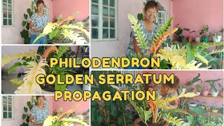 DO THIS TO HAVE MORE GOLDEN SERRATUM the more the merrier  Melys Garden [upl. by Blus]