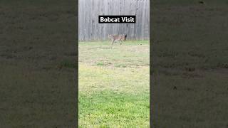 Bobcat In Backyard bobcatwildlifewildanimalstexaswildlife [upl. by Mina]