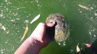 Catching Red Eared Slider Turtles [upl. by Rebel]