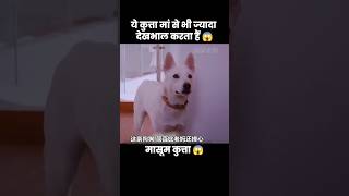 ये कुत्ता मां से भी ज्यादा बच्चे की देखभाल करता हैं 😱  short dog movie recap [upl. by Schaab]