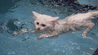 Van cats enjoy swimming in custommade pools in Turkey [upl. by Wileen]