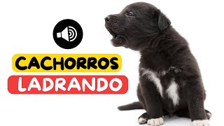 🐶 🔊LOS MEJORES LADRIDOS DE PERROS CACHORROS  🐾CACHORROS LADRANDO  LADRIDOS DE CACHORROS🐾 [upl. by Inar772]