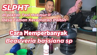 SLPHT  CARA MEMPERBANYAK BEAUVERIA BASSIANA sp [upl. by Yelah]