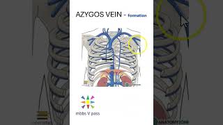 Anatomy Thorax 249 Azygos Vein What is it about importance why is it called HemiAzygos [upl. by Neila788]