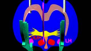 The impact of LH lesions on the nigrostriatal pathway [upl. by Einiffit259]