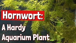 Hornwort A Hardy Aquarium Plant [upl. by Catina]