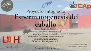 Proyecto Integrador quotEspermatogénesis del caballoquot UAEH [upl. by Marigolda242]