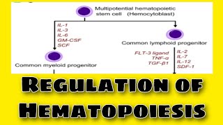 Regulation of Hematopoiesis Urdu amp Hindi well explained [upl. by Derman473]