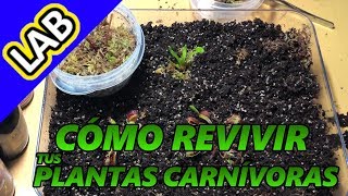 CÓMO REVIVIR TUS PLANTAS CARNÍVORAS [upl. by Omar]