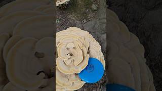 FUNgi  Berkeleys Polypore woodsgolf discgolf whatafind [upl. by Baxie]