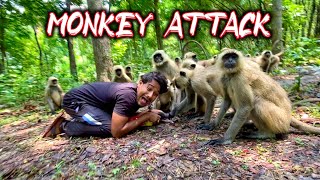 Angry monkeys attack for food  Hungry wild animal attack  Indian langur monkey attack 2 [upl. by Cliff]