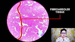 Histology of Testis  Histology slide identification  Dr Sibani [upl. by Ssegrub]