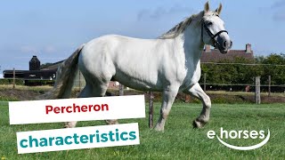 Percheron  characteristics origin amp disciplines [upl. by Menell465]