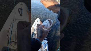 Catching these redfish in the cold fishing redfish destinflorida [upl. by Eelyma]