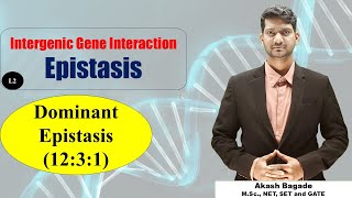 Genetics Gene Interaction Epistasis Dominant Epistasis 1231 ratio BSc amp MSc Zoology [upl. by Siger]