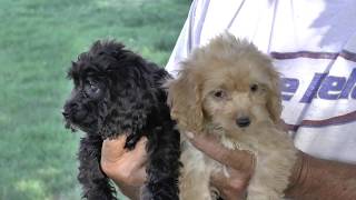 Cockapoo Puppies for Sale [upl. by Nele]