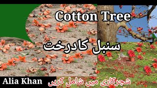 19Bombax ceibaSumbul TreeCotton TreeAlia Khan [upl. by Kelam]