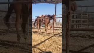 Good ol Peggy ridewithsheridan chillinwithalatte rodeo barrelhorses [upl. by Ahsino800]