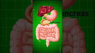 Healthy Pancreas as well as its exocrine and endocrine functionsLearnWithAnuragSir neet viral [upl. by Einaoj]