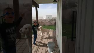 Tumbleweed Stampede in Idaho funnykid hilarious highwinds windstorm crazyweather idaho laugh [upl. by Ecnatsnoc]