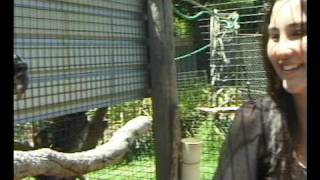 Hand Feeding Black Cockatoos [upl. by Etiuqal]