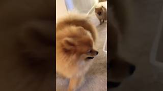 Pomeranian puppies vs Pomeranian dogs Which is Cute [upl. by Popelka]