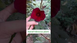 Kenaf hibiscus plant  flowers  kanta jobalovely  short video [upl. by Naej825]