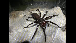 Giant Japanese Funnel Web Pairing [upl. by Rebekah]