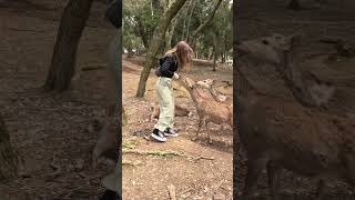 Visitors share fun moments with deer at Nara Park Japan [upl. by Kovacs479]