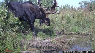 New Brunswick Moose Hunt 2021 [upl. by Ring719]