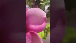 Allamanda tablerose flowers 💗💜🤍💛💗blooming teeracegarden youtubeshorts likeshare [upl. by Terrell787]