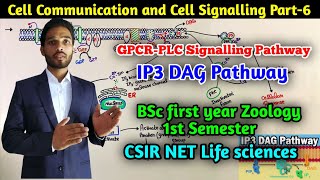 GPCRPLC Signaling Pathway  IP3 DAG Pathway  BSc 1st year Zoology  MSc Cell Signaling Part6 [upl. by Aynom653]