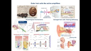 Outer hair cells amp Inner Ear  Cochlear Amplification Mechanisms [upl. by Hibben]