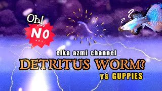 DETRITUS WORM vs GUPPIES  Guppies fish Aquascape [upl. by Htedirem124]