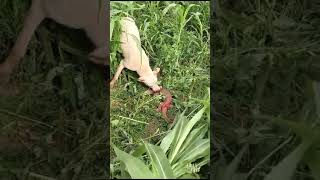 dog attack at megalania lizard youtube animal lizard [upl. by Nadine872]